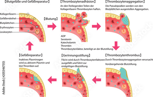Bild auf Leinwand Homostasis and Vascular Repair Process:Platelet Adhesion, Aggregation and Blood