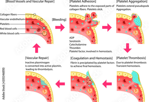 Foto Homostasis and Vascular Repair Process:Platelet Adhesion, Aggregation and Blood