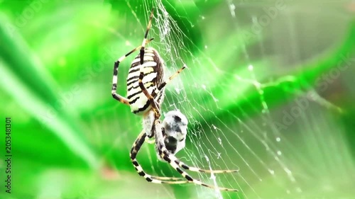 Spider