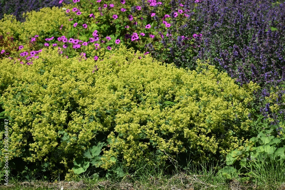 Obraz premium Ornamental plant of Alchemilla Glaucescens, Alchemilla mollis or the garden lady's-mantle, in the garden. 