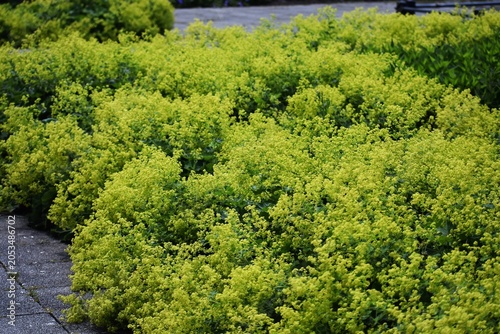 Canvas Print Ornamental plant of Alchemilla Glaucescens, Alchemilla mollis or the garden lady's-mantle, in the garden