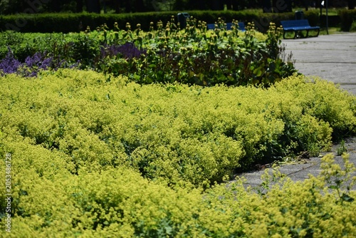 Bild auf Leinwand Ornamental plant of Alchemilla Glaucescens, Alchemilla mollis or the garden lady's-mantle, in the garden