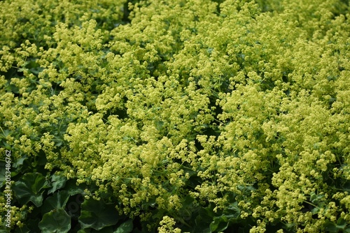 Fotografía Ornamental plant of Alchemilla Glaucescens, Alchemilla mollis or the garden lady's-mantle, in the garden