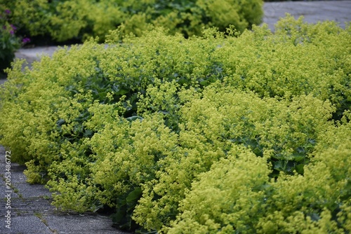 Cuadro en lienzo Ornamental plant of Alchemilla Glaucescens, Alchemilla mollis or the garden lady's-mantle, in the garden