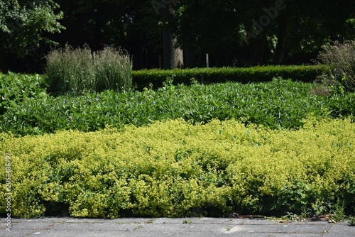 Cuadro en lienzo Ornamental plant of Alchemilla Glaucescens, Alchemilla mollis or the garden lady's-mantle, in the garden