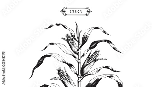 Photos Very beautiful black-and-white engraved vector illustration featuring a CORN pla