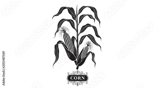 Bild auf Leinwand Very beautiful black-and-white engraved vector illustration featuring a CORN pla