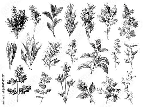 Modern flat vector style herbs variety sheet, isolated
