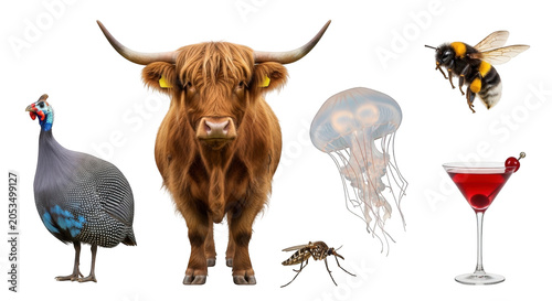 Collection of animal and food icons, isolated on white background