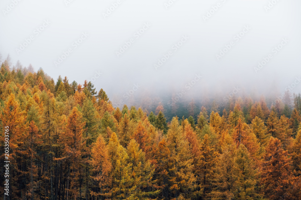 Fototapeta premium Misty autumn morning in mountain forest with colorful treetops surrounded by haze. Natural texture for background.