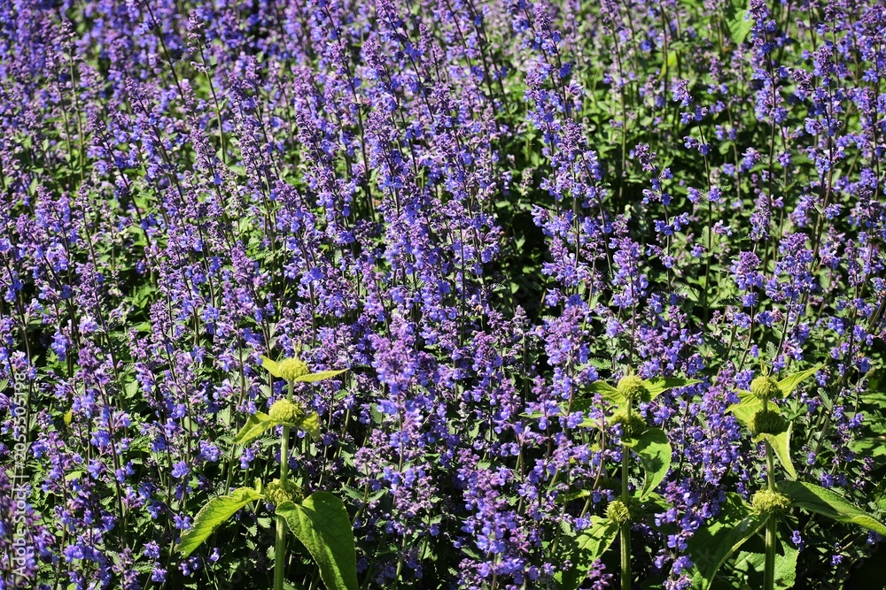Naklejka premium Lavandula or Lavender flowers, growing in the garden.