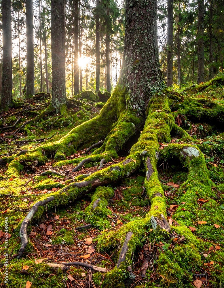 Obraz premium Towering tree with exposed roots covered in vibrant green moss in forest