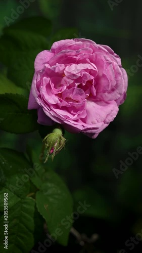 Beautiful Pink Rose Flower Blooming on Bush in Fresh Garden