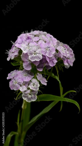 Purple and White Sweet William Dianthus Flowers on Black Background