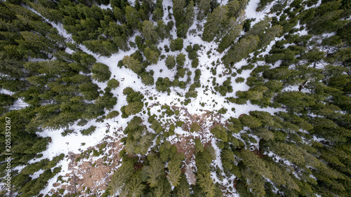 Aerial View of Snow-Covered Conifer Forest in Winter, Dolomites, Italy