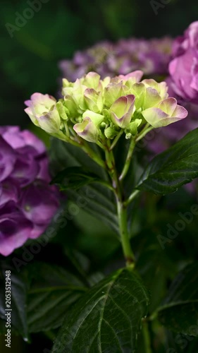 Beautiful purple hydrangea flowers blooming against dark green foliage