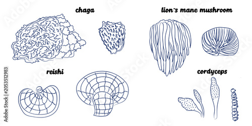 Medicinal Mushrooms Botanical Line Art Set — Reishi, Chaga, Lion's Mane, Cordyceps,