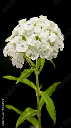 Elegant White Sweet William Dianthus Flowers on Black Background