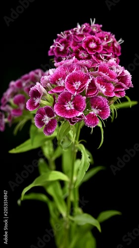 Beautiful Pink Sweet William Dianthus Flowers on Black Background