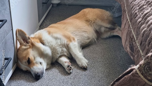 Foto Corgi Pembroke lies on the floor in the summer with his eyes closed