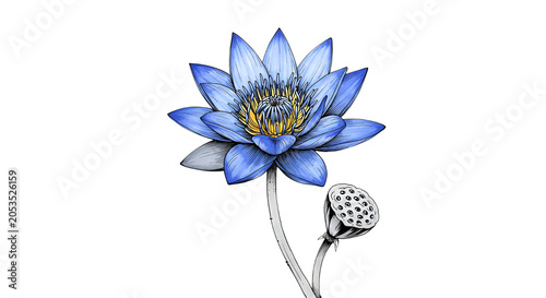 Blue Water Lily Flower and Seed Pod Botanical Illustration