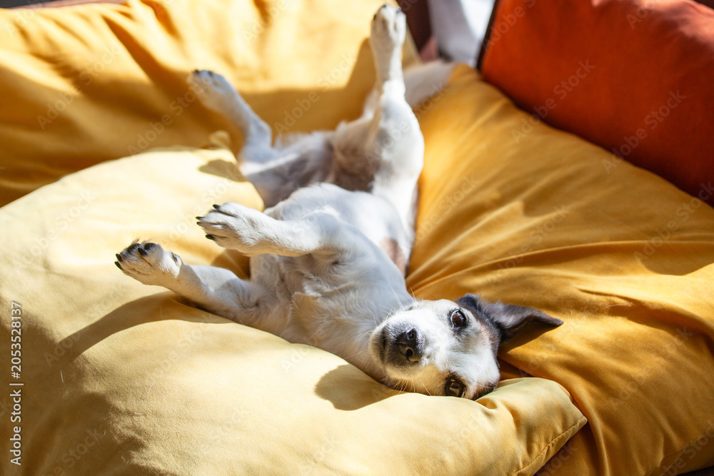 Obraz premium Small dog resting on a soft yellow pillow. Canine relaxing and playing at home. Happy pet lying on its back. Comfort and lazy lifestyle of domestic animal in sunny room interior.
