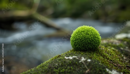 A round green moss ball growing on a wet stone in a damp forest with soft blurry natural background scenery
