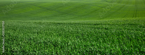 Fresh spring green grass. Natural background texture lawn
