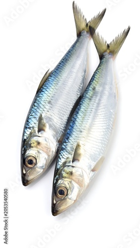 Two silver fish isolated on white background for culinary or editorial use