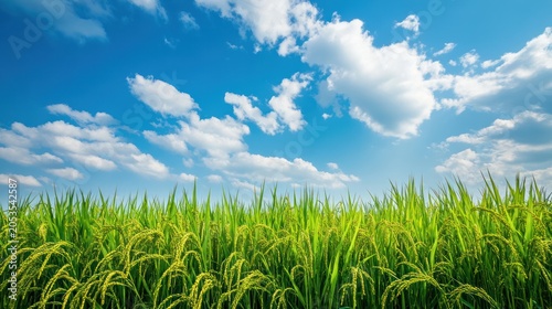 Lush green rice field under a vibrant blue sky with white clouds
