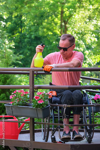 A wheelchair user prepared to spray petunia flowers with fertilizer.