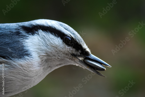 Foto Macro shot of a nuthatch bird with a seed in its bill against a blurred green ba
