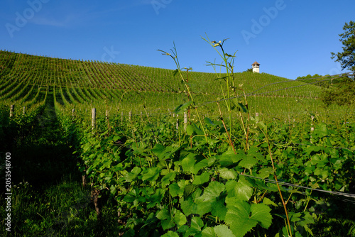 Bodensee, Weinberg bei Meersburg an der Haltnau