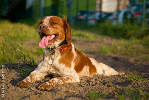 Red ginger spaniel is resting nad cools in a dug hole