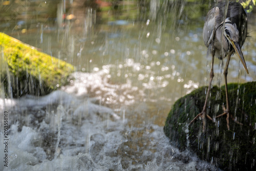 Quadro em tela Graureiher steht am Wasserfall und hofft Beute zu machen