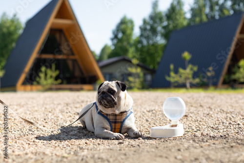 Foto A pug drinks from a portable dog water bottle outside, heat, and preventing dehydration and overheating in dogs