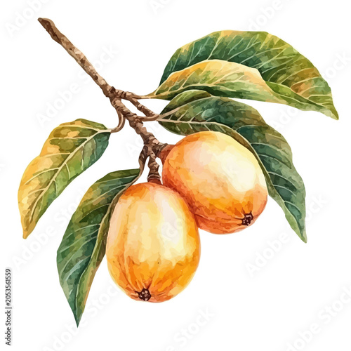 Canvas-taulu Loquat watercolor drawing vector, high-quality modern illustration on a pure whi