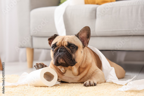 Foto Mischievous french bulldog puppy lying on carpet with unrolled toilet paper, pet