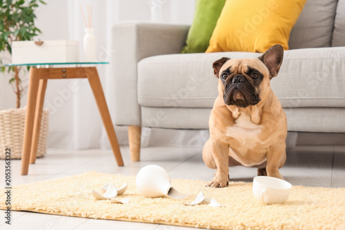 Guilty french bulldog puppy...