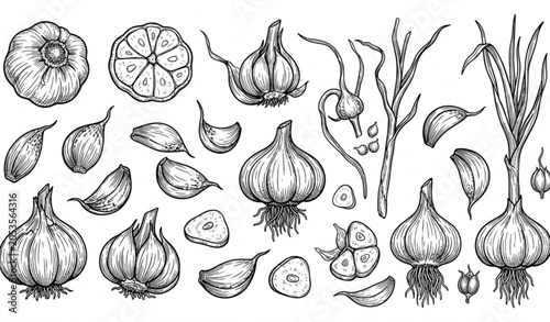 Photos Garlic sketch illustration collection with hand drawn vector food drawings