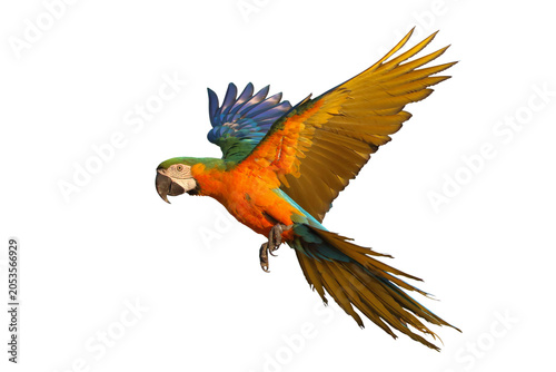 Photography Colorful flying Catalina Macaw parrot isolated on transparent background png fil