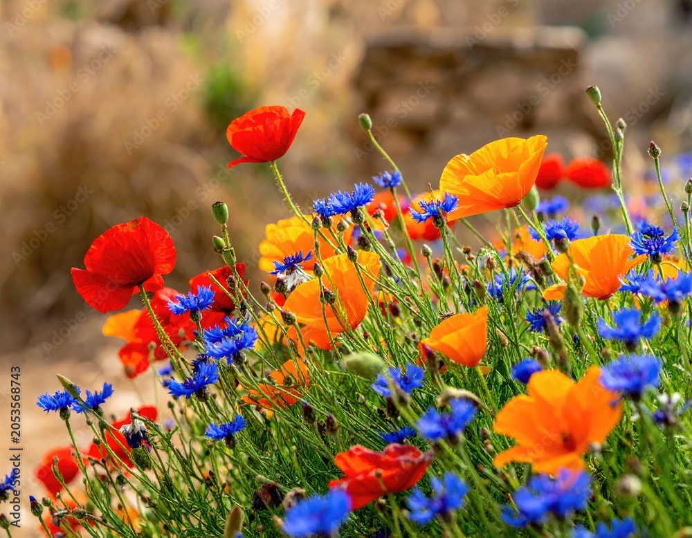 Naklejka premium Vibrant mix of red, orange, and blue wildflowers in a blurred natural setting