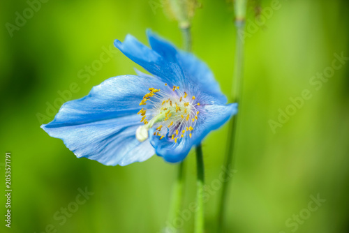 Blooming blue poppy Meconopsis Grandis
