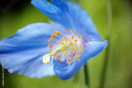 Blooming blue poppy Meconopsis Grandis