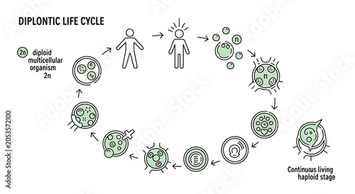 Tableau sur toile Diplontic life cycle diagram showing diploid and haploid stages