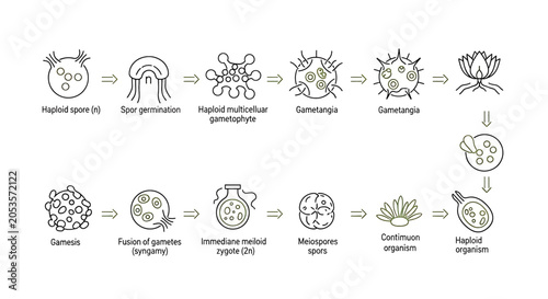 Foto Biological life cycle diagram showing the stages of reproduction and development