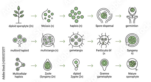 Photos Diagram of the plant life cycle showing alternation of generations