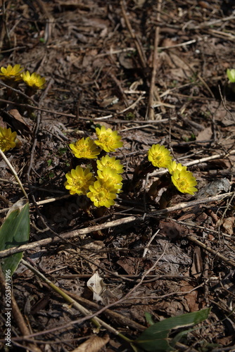 adonis flowers in early spring