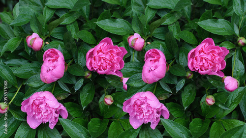 Peonies leaves background flowers pink background natural garden nature bloom summer floral nature garden design .