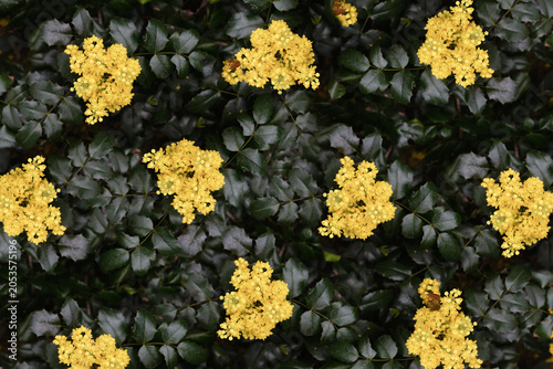 Blooming floral pattern with yellow flower clusters and sharp green leaves top view. Natural blooming background.